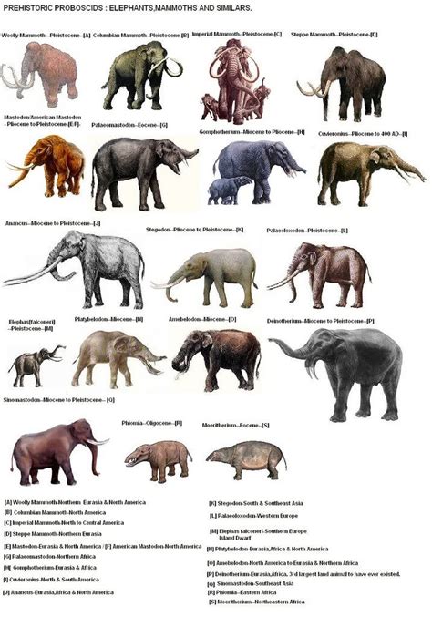 Prehistoric Proboscids Elephants Mammoths And Similars 716×1024