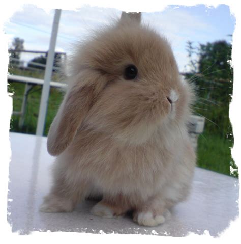 Suchen sie nach baby kaninchen png bildern oder vektoren? Nagetiere - Kaninchen Tieranzeigen Seite 52