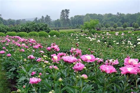 These Peonies Are From Roy Klehms Song Sparrow Nursery In Avalon