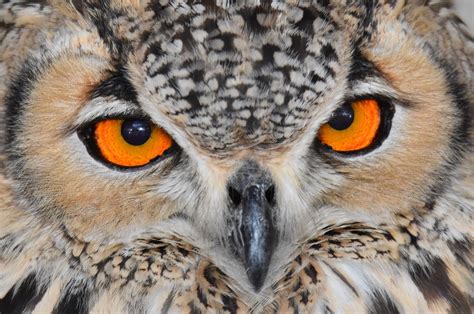 Orange Eyed Eagle Owl Free Photo Download Freeimages