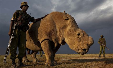 World S Last Male White Rhino Remains Under Armed Guard In Kenya As Officials Try Desperately To