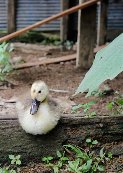 975 Ugly Duckling Stock Photos Free And Royalty Free Stock Photos From