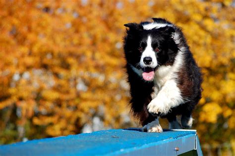 Crazy Border Collie Kennel Keen Workers