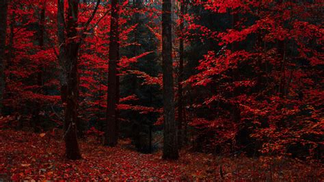 Download Wallpaper 2560x1440 Autumn Forest Trees Foliage Autumn