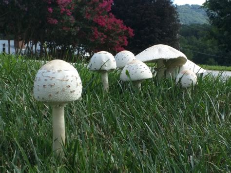 Why Do Mushrooms Grow In Your Lawn And Garden Birds And Blooms