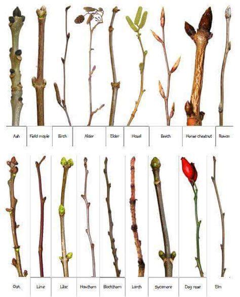 Blossom Identification Természet Növények Kertészkedés és Fák