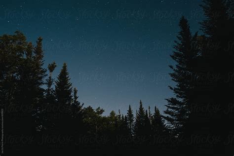 Pine Trees At Night By Joe Stpierre Photography