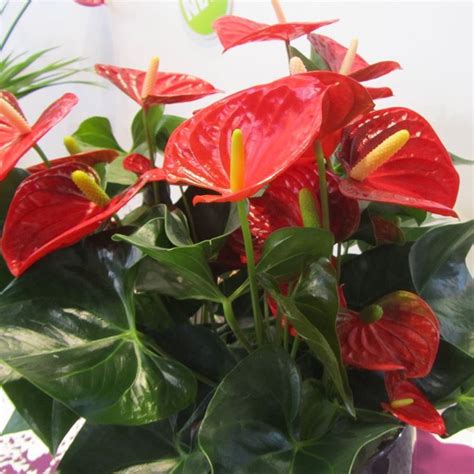 Grazie al suo fogliame cuoriforme e bicolore è noto anche come filodendro rosso. Anthurium significato - Linguaggio dei fiori - Il ...