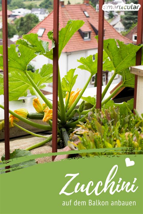 Check spelling or type a new query. Zucchini vom Balkon - so wächst das leckere Gemüse auch im ...
