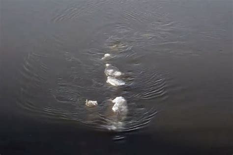 Steve feltham is recognised by the guinness book of records for the longest continuous monster hunting vigil of loch ness. Has the Loch Ness monster moved to Alaska? Man films ...