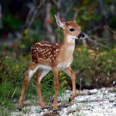 1000 Images About Fawn Reference On Pinterest Baby Deer Deer And