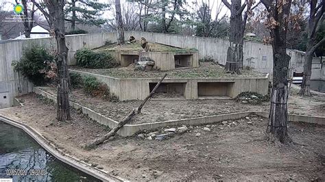 Webcam Lions in Smithsonian national Zoo, Wild animals online - Online