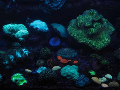 Fluorescent Coral Meeresbiologie Biologie