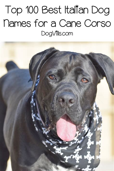 We've got italian names inspired italy's food, cities, people and more. Top 100 Italian Dog Names for Cane Corso Puppies - DogVills