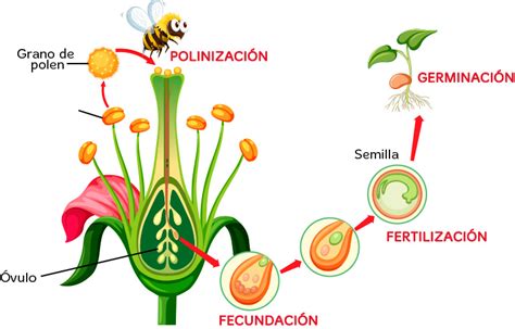 ⊛ El Reino Vegetal Características Principales Y Clasificación