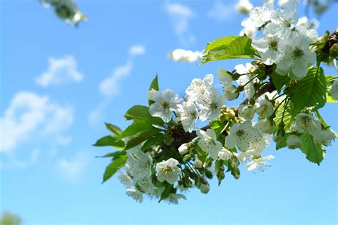 1920x1080 Wallpaper Cherry Blossom Spring Flowers Nature Leaf