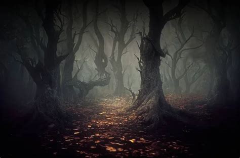 Deep In Fairy Tale Forest Dark Spooky Trees Silhouettes Along A Misty