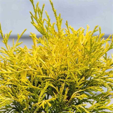 How fast does soft serve false your cypress can be pruned, but i like to do it with hand pruners and cut back each stem to a joint, one stem at a time. Chamaecyparis Golden Mop False Cypress - Shop Sugar Creek Gardens