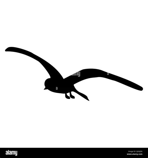 Silhouette Of Soaring Seagull With Spread Wide Curved Wings Isolated On White Tern Bird Flying