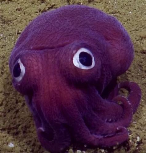 Strange Purple Sea Creatures Found In Deep Ocean Trenches Weird Sea
