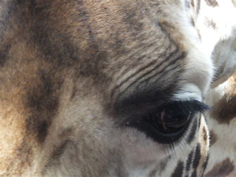 Do Animals Have Eyelashes Similar But Different In The Animal Kingdom
