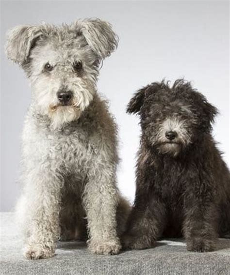 Lustig sieht der helle fellstreifen auf seinem schopf aus. Tibet Terrier Pudel Mix Kaufen