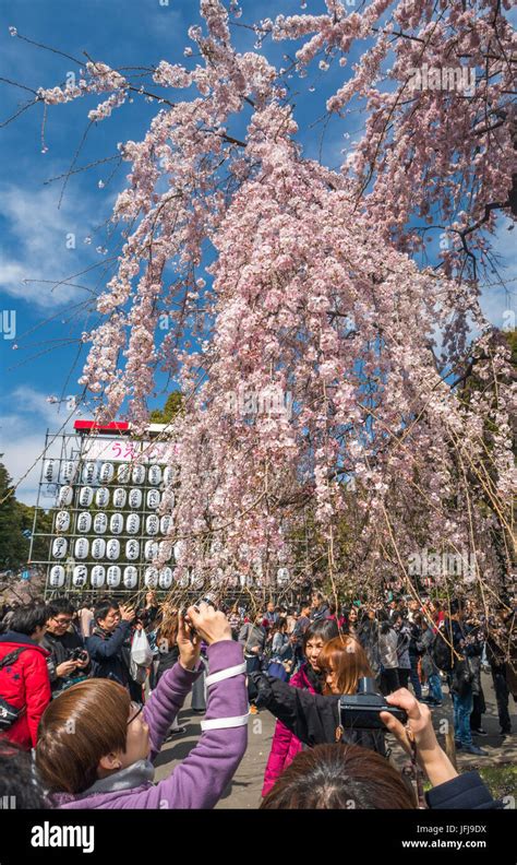 Japan Tokyo City Ueno District Ueno Park Cherry Blossoms Stock