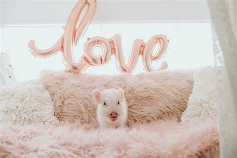 Valentines Hogs And Kisses Photo Shoot Baby Pigs Mini Pigs Pet Pigs