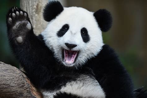 Giant Pandas Are No Longer An Endangered Species Wired Uk