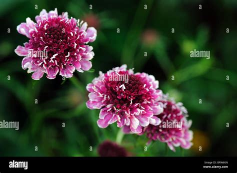Scabiosa Atropurpurea Pincushion Flower Hi Res Stock Photography And