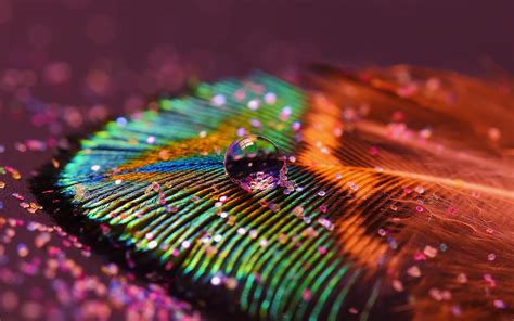 Hd Peacock Feathers Wallpapers Pixelstalk Net