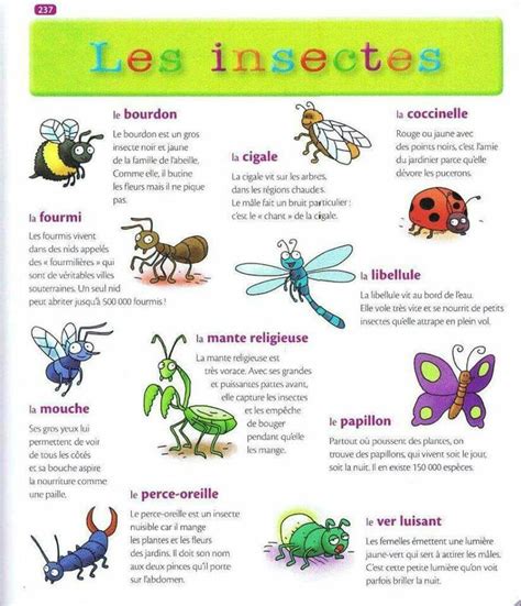 Épinglé Par Mariolene Sur Les Animauxinsectes Insectes France