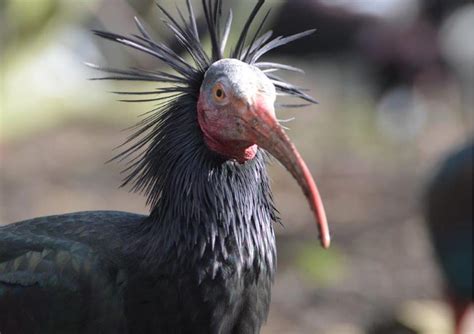 Rare Ibis Reintroduced To The Wild Discover Animals