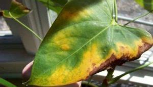 Why Are My Anthurium Leaves Turning Yellow Causes Solutions Pat My