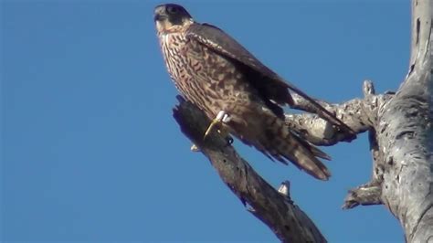 California Wildlife Peregrine Falcon Youtube