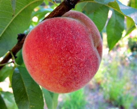 Nanaimo is the central hub city of vancouver island in bc, canada. Nanaimo Peach Tree: Finally a Homegrown Peach - Tall ...