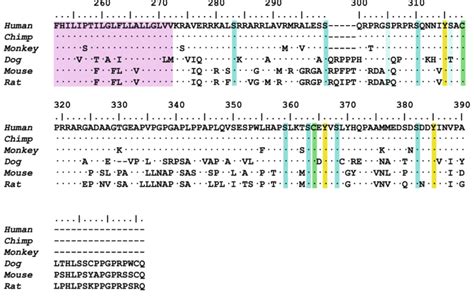 amino acid sequence alignment of the transmembrane and cytoplasmic download scientific diagram