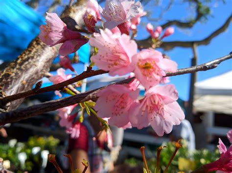 We did not find results for: Cherry Blossom | ESP Nursery