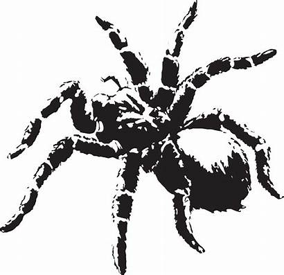 Spider Creepy Web Scary Clip Svg Spooky