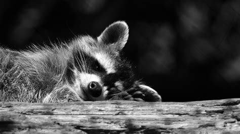 Download Free Photo Of Raccoonblack And Whitewild Animalfurrymammal