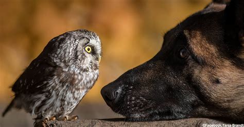 Photographer Captures The Unlikely Friendship Between A Dog And An Owl