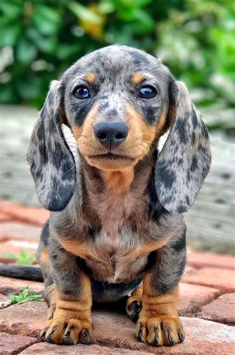 Dachshunds The Cutest Dogs Cute Dogs Puppies Dachshund Puppies