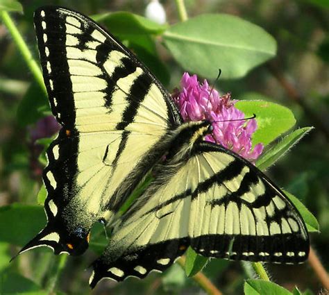 Tiger Swallowtail Papilio Canadensis Bugguide Net