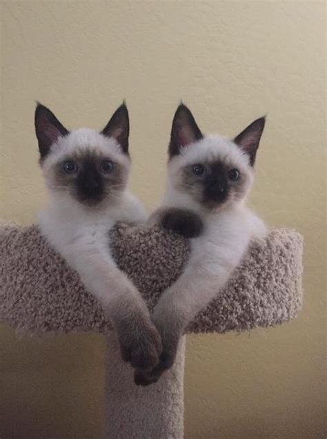 18 Members of the Cat Family That Could Melt Even a Dog Person’s Heart