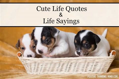 60 Cute Life Quotes Positive Thinking Mind