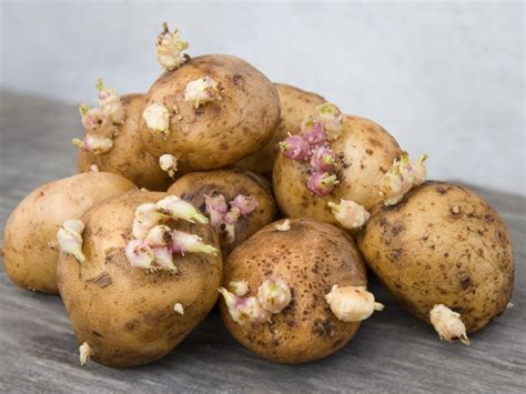 Fungus On Potatoes Using Potato Fungicides To Prevent Potato Fungus