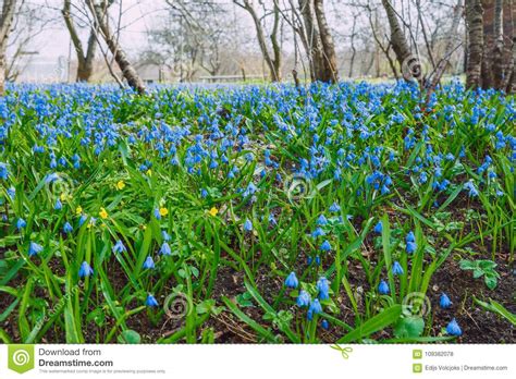 Blue Flowers At Wild Garden Travel Photo Stock Photo Image Of