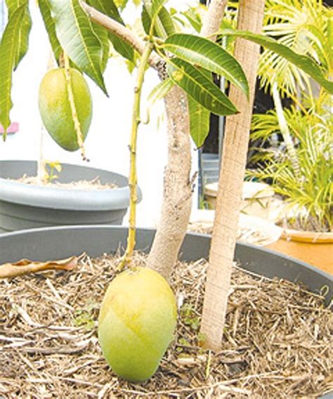 How To Grow A Mango Tree In Pot Gardenoholic
