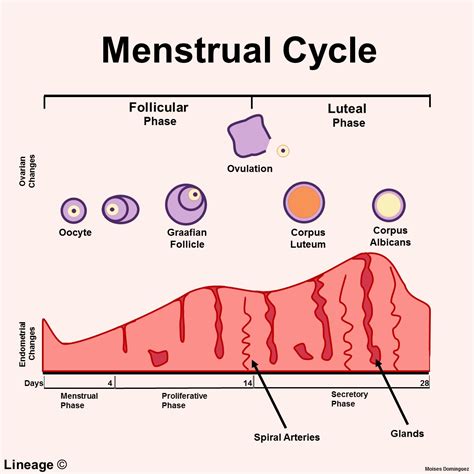 Menstrual Cycle Reproductive Medbullets Step 1