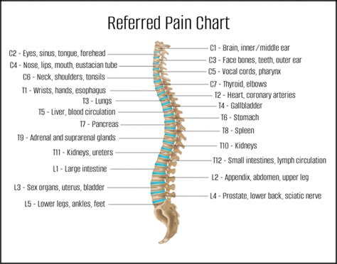 What Is Referred Pain Oviedo Chiropractic